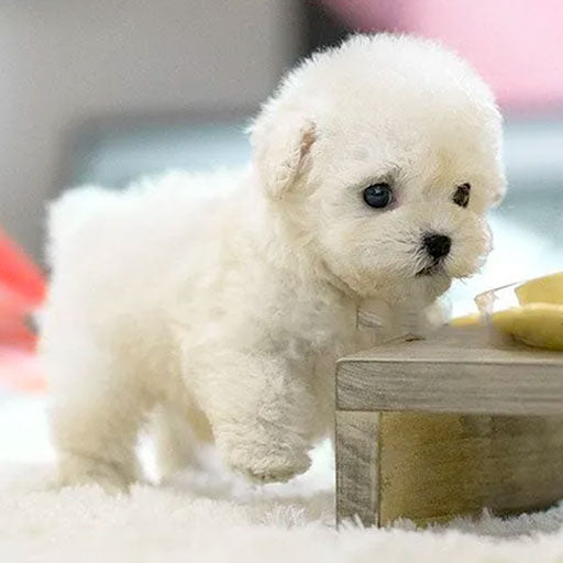 My Milow – Dein ultra-realistischer Roboterwelpe